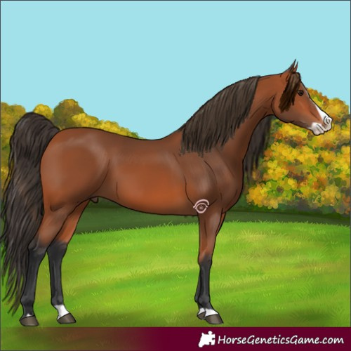 Horse Color:Bay Splash 