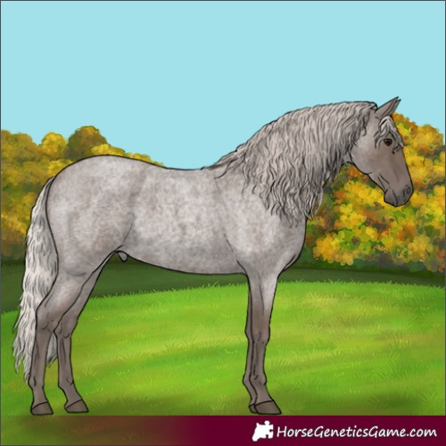 Horse Color:Silver Blue Roan