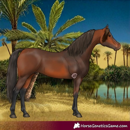 Horse Color:Bay 