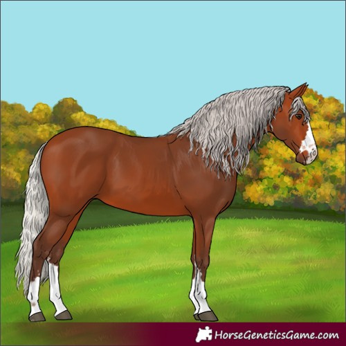 Horse Color:Silver Bay 