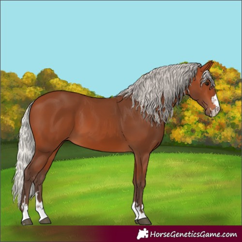 Horse Color:Silver Bay 