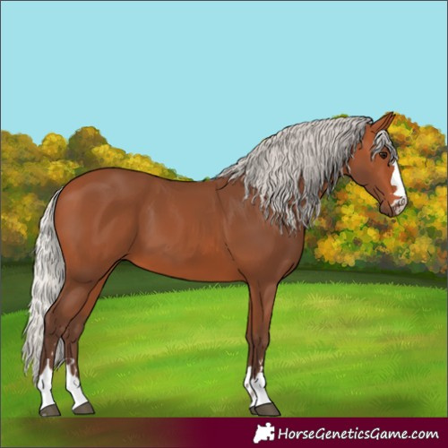 Horse Color:Silver Bay 