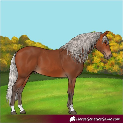 Horse Color:Silver Bay 