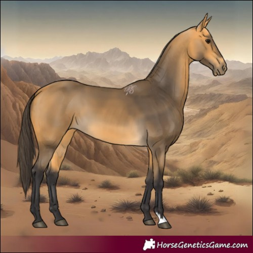 Horse Color:Buckskin 