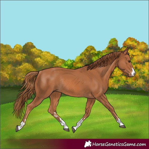 Horse Color:Chestnut Rabicano 