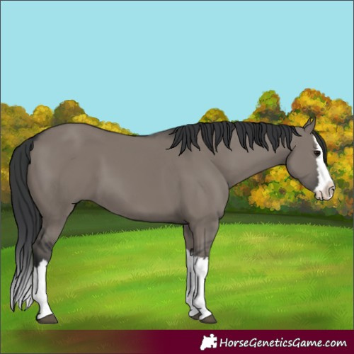 Horse Color:Grullo Splash 