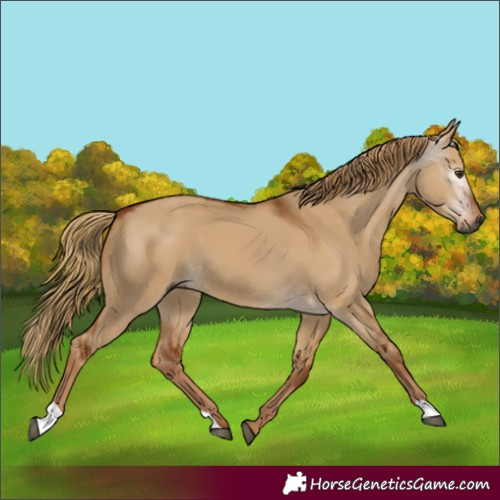 Horse Color:Gray Red Dun 