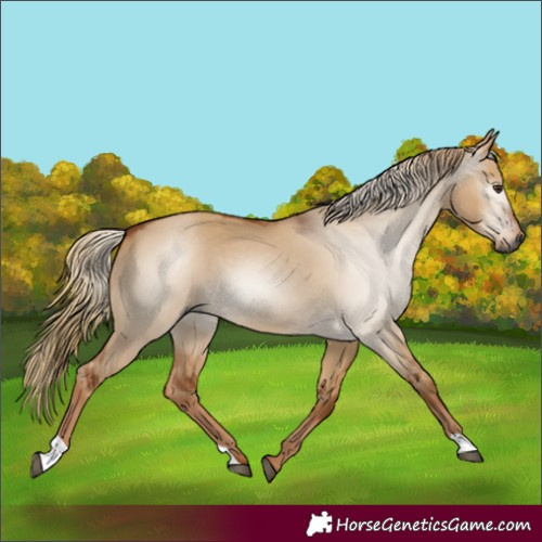 Horse Color:Gray Red Dun