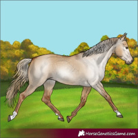 Horse Color:Gray Red Dun