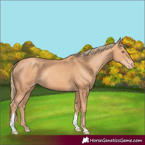 Horse Color:Gold Champagne Tobiano Appaloosa 