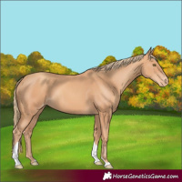 Horse Color:Gold Champagne Tobiano Varnish