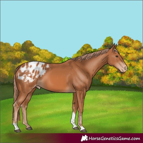 Horse Color:Chestnut Tobiano Blanket