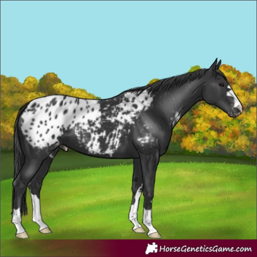 Horse Color:Black Appaloosa
