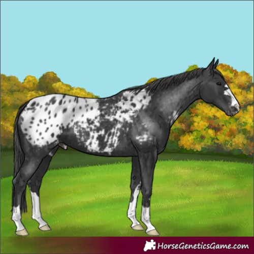 Horse Color:Black Near Leopard 