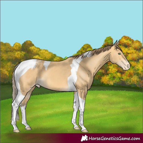 Horse Color:Amber Cream Champagne Tobiano Appaloosa
