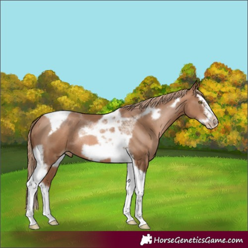 Horse Color:Liver Chestnut Pearl Splash Tobiano Frame Rabicano