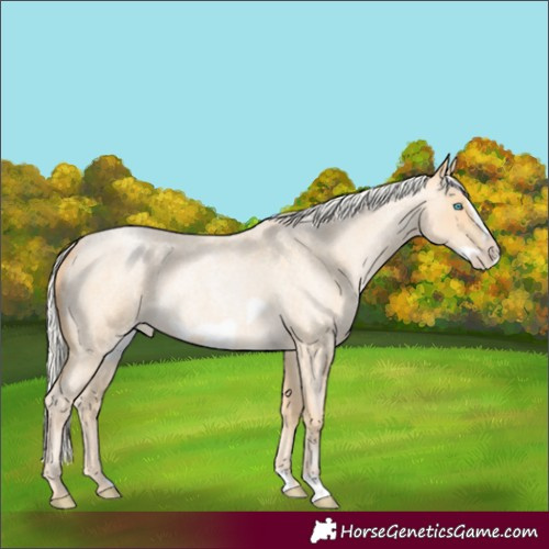 Horse Color:Silver Buckskin Roan Pearl Frame 