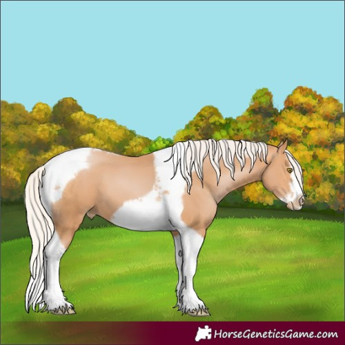 Horse Color:Silver Bay Pearl Splash Tobiano Frame