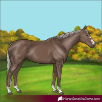 Horse Color:Silver Black