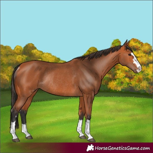 Horse Color:Bay Rabicano 