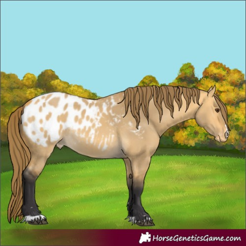 Horse Color:Buckskin Dun Appaloosa