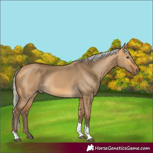 Horse Color:Silver Buckskin Dun Tobiano