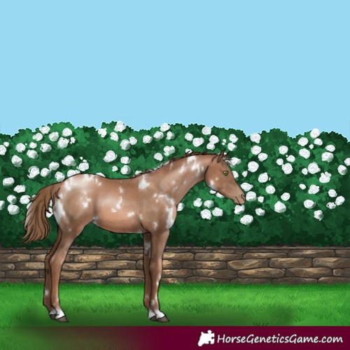 Horse Color:White Spotted Liver Chestnut Pearl 