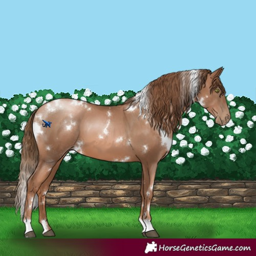 Horse Color:White Spotted Liver Chestnut Pearl