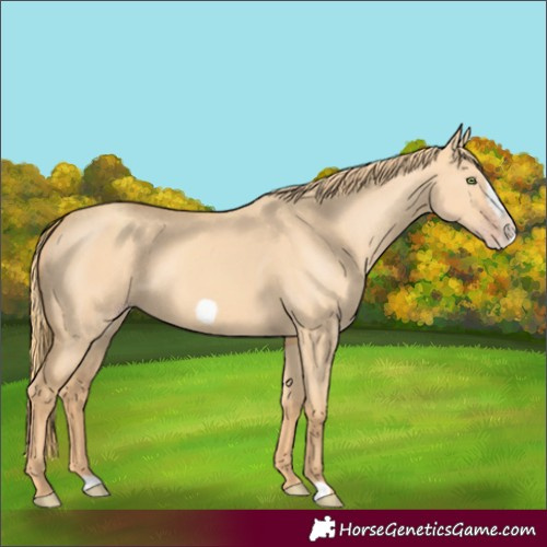 Horse Color:Gold Champagne Dun Frame 
