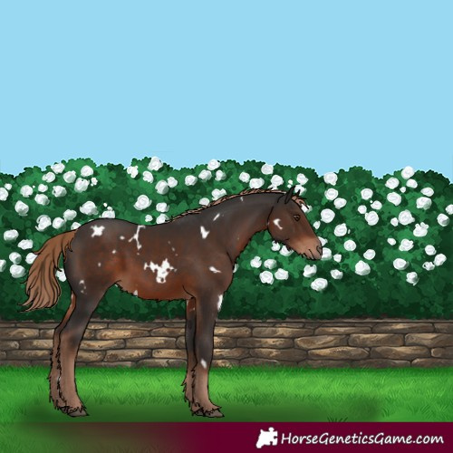 Horse Color:White Spotted Liver Chestnut 