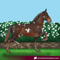Horse Color:White Spotted Liver Chestnut 