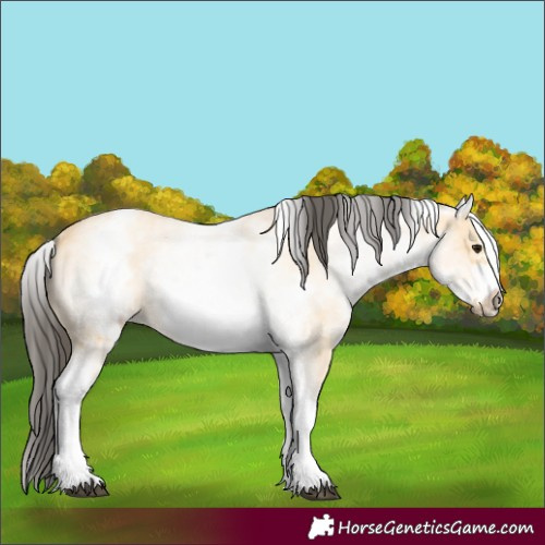 Horse Color:White Spotted Buckskin Sabino Frame 