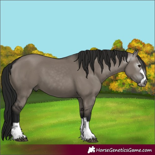 Horse Color:Gray Grullo