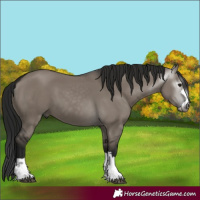 Horse Color:Gray Grullo 