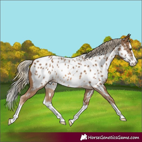 Horse Color:Chocolate Palomino Sabino Splash Appaloosa 