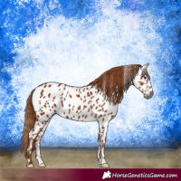 Horse Color:Gray Chestnut Near Leopard Rabicano