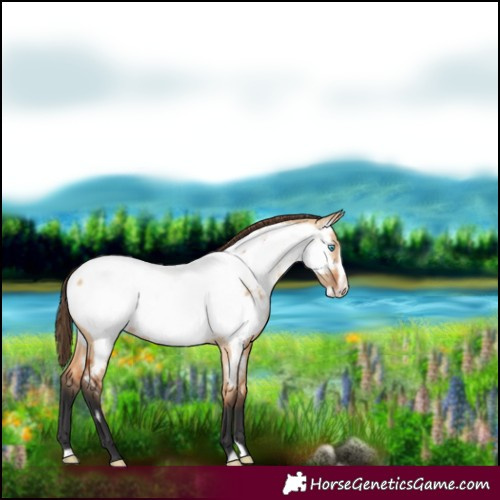 Horse Color:Bay Dun Frame Appaloosa 