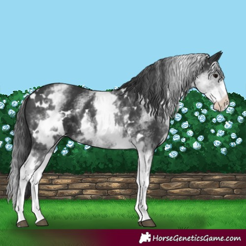 Horse Color:White Spotted Black