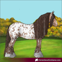 Horse Color:Amber Champagne Appaloosa and Amber Champagne Appaloosa