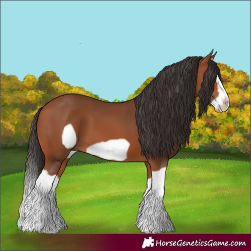 Horse Color:Bay Splash Frame 