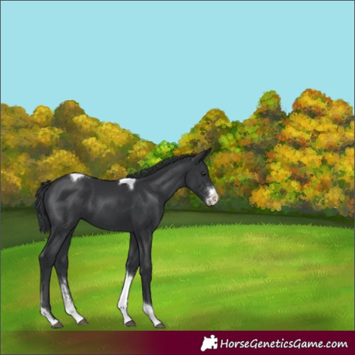 Horse Color:Black Sabino Tobiano