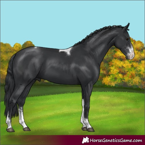 Horse Color:Black Sabino Tobiano