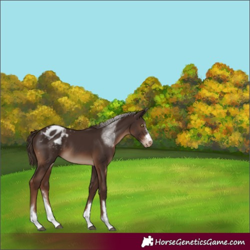 Horse Color:Liver Chestnut Appaloosa