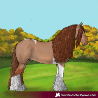 Horse Color:Red Dun Tobiano