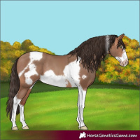 Horse Color:Sable Champagne Tobiano Frame Rabicano 