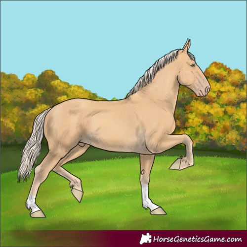 Horse Color:Gold Cream Champagne 