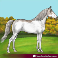 Horse Color:Gray White Spotted Silver Brown Dun Frame