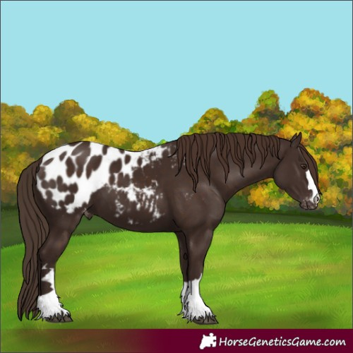Horse Color:Liver Chestnut Appaloosa