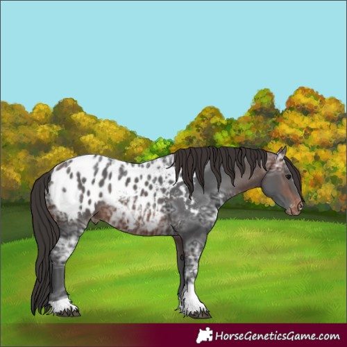 Horse Color:Brown Ice Tobiano Appaloosa