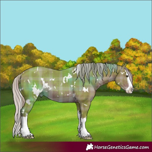 Horse Color:Watercolor Plaid  White Spotted Liver Chestnut Splash Rabicano 